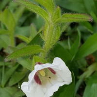 Centranthera indica (L.) Gamble